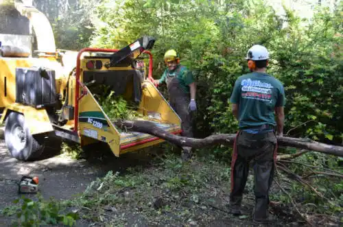 tree services Mission Canyon